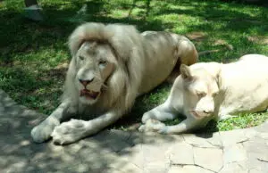 singa putih yang langka di Faunaland