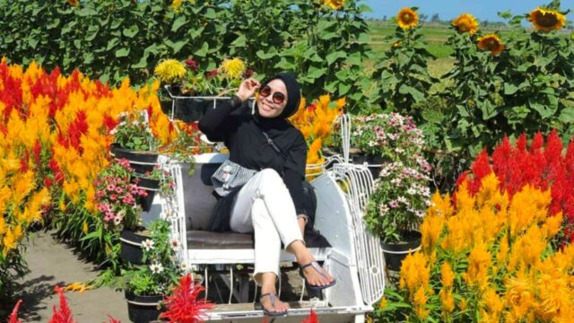 Taman Bunga Matahari Bantul Tiket & Spot Selfie