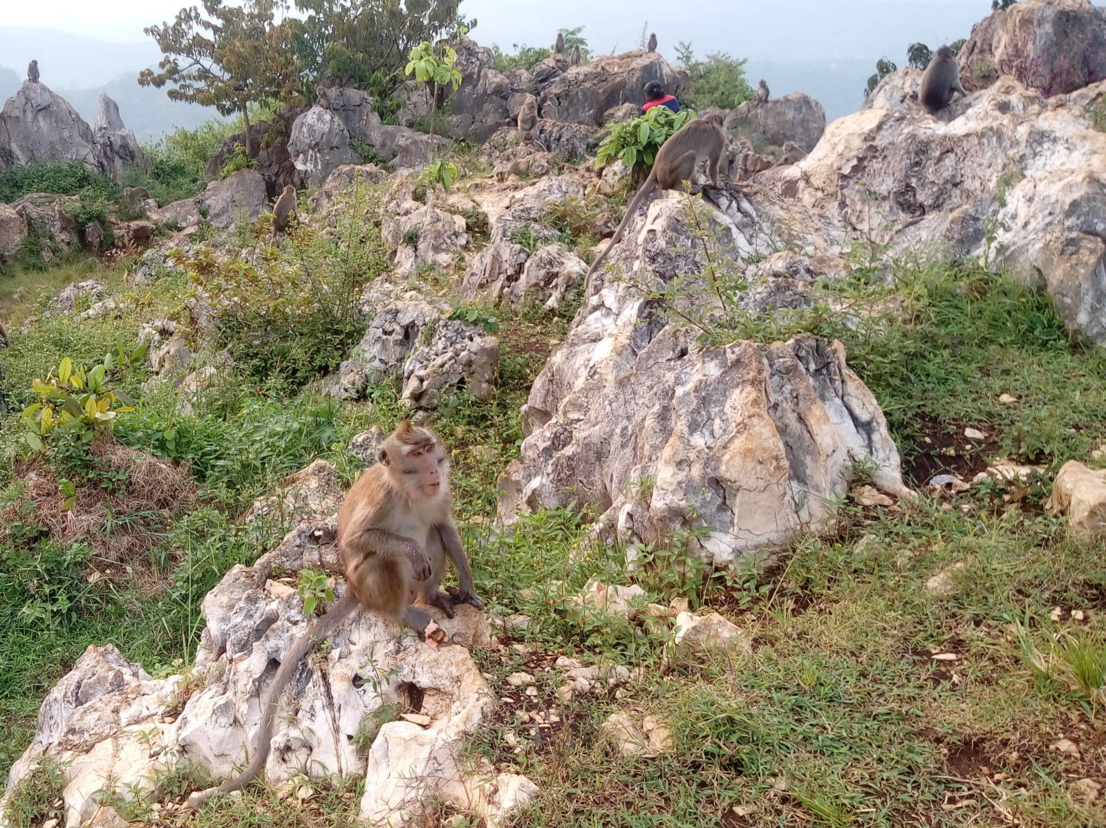 Perbukitan yang menjadi Habitat Bagi Monyet Gunung