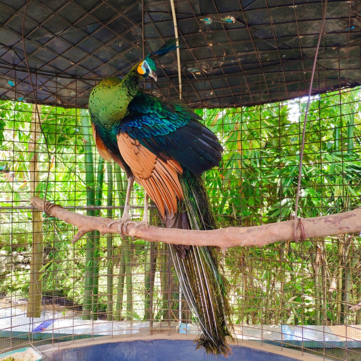 burung merak di taman wisata pendidikan purbasari pancuran mas