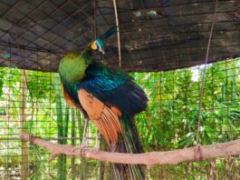 burung merak di taman wisata pendidikan purbasari pancuran mas