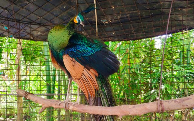 burung merak di taman wisata pendidikan purbasari pancuran mas