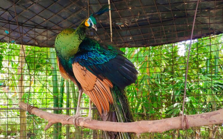 burung merak di taman wisata pendidikan purbasari pancuran mas