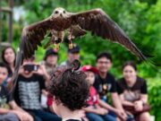 Atraksi Elang di Bali Zoo.