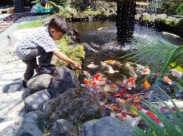 berinteraksi dengan ikan di fish garden blitar