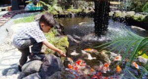 berinteraksi dengan ikan di fish garden blitar