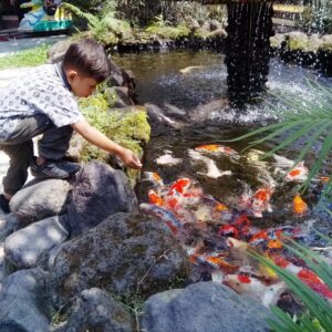 berinteraksi dengan ikan di fish garden blitar