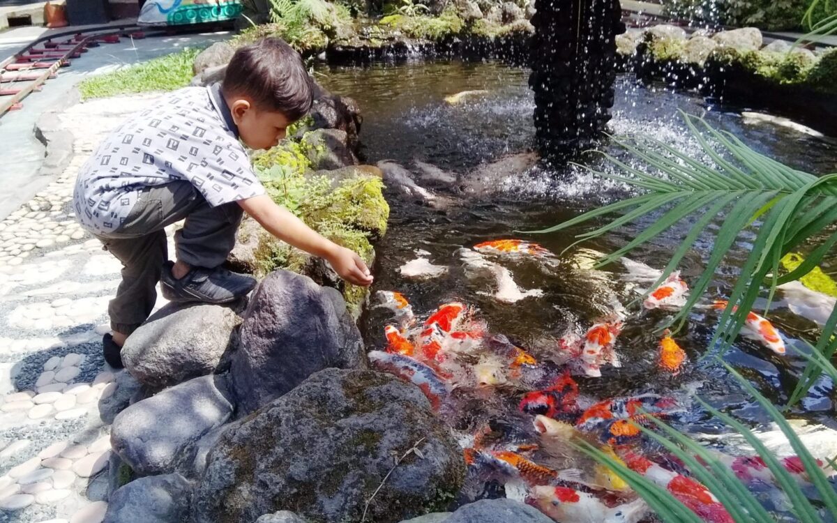 berinteraksi dengan ikan di fish garden blitar