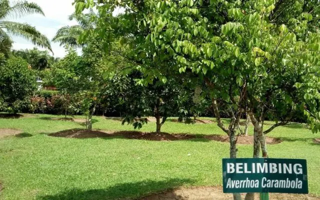Area tanam buah Belimbing