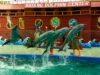 Batang Dolphin Center Lumba-lumba