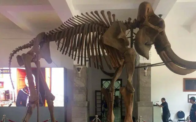 Fosil hewan di lantai 1 Museum Sri Baduga Bandung