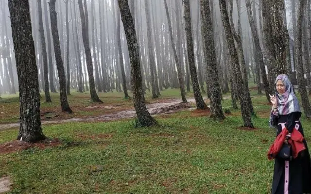Kabut turun di antara pepohonan pinus di kawasa Wisata Sipinsur Humbang Sumatera Utara