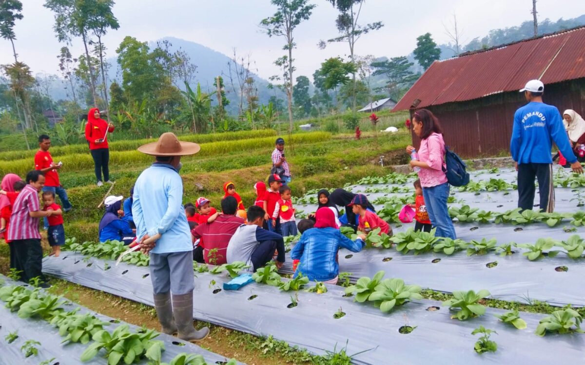 kegiatan agrowisata berkebun di amanah agrowisata