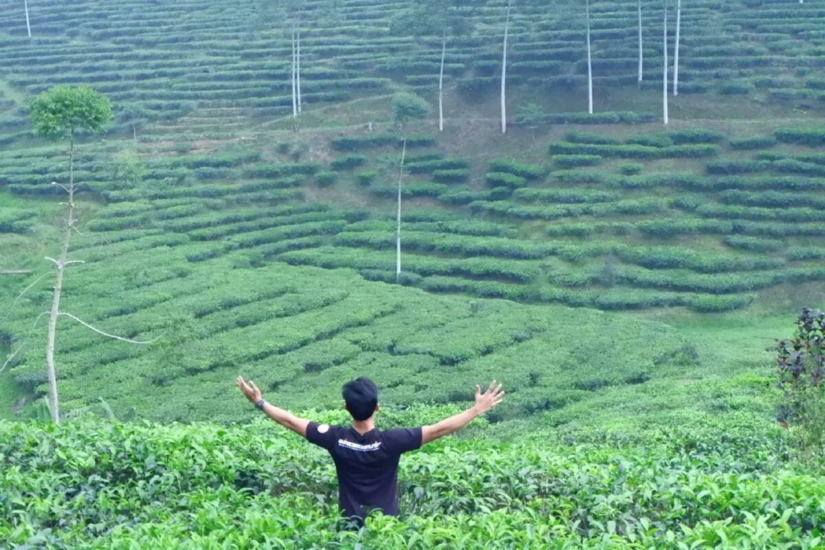 hamparan tanaman teh di kawasan wisata kebun teh pagilaran