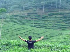 hamparan tanaman teh di kawasan wisata kebun teh pagilaran