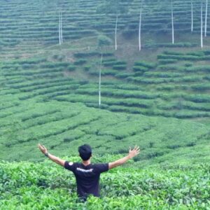 hamparan tanaman teh di kawasan wisata kebun teh pagilaran