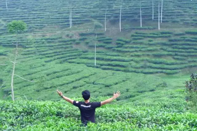 Pemandangan hamparan tanaman teh