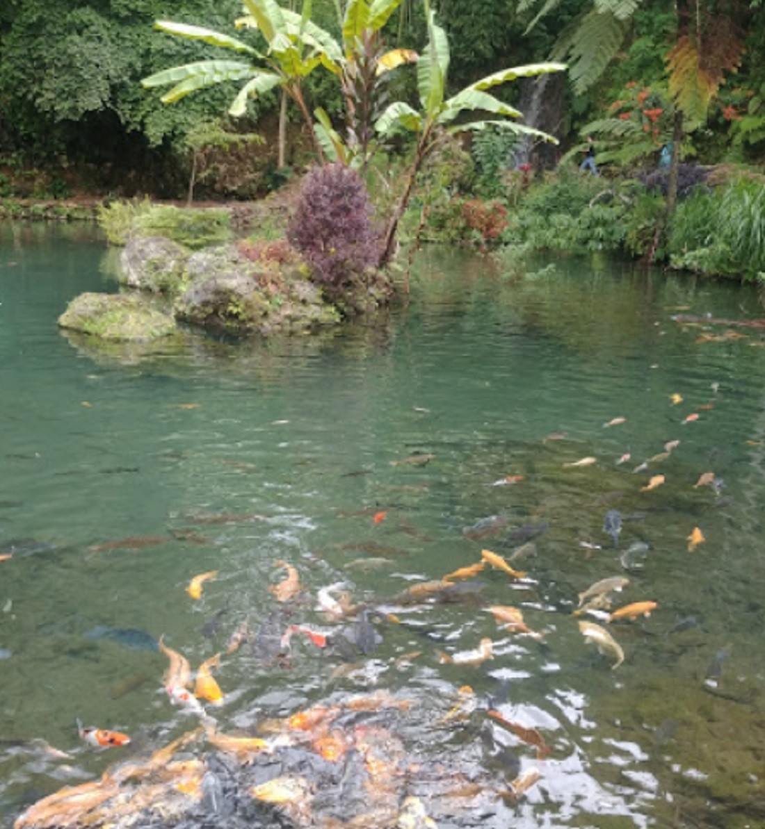Ikan di kolam - Elvi Darmawan