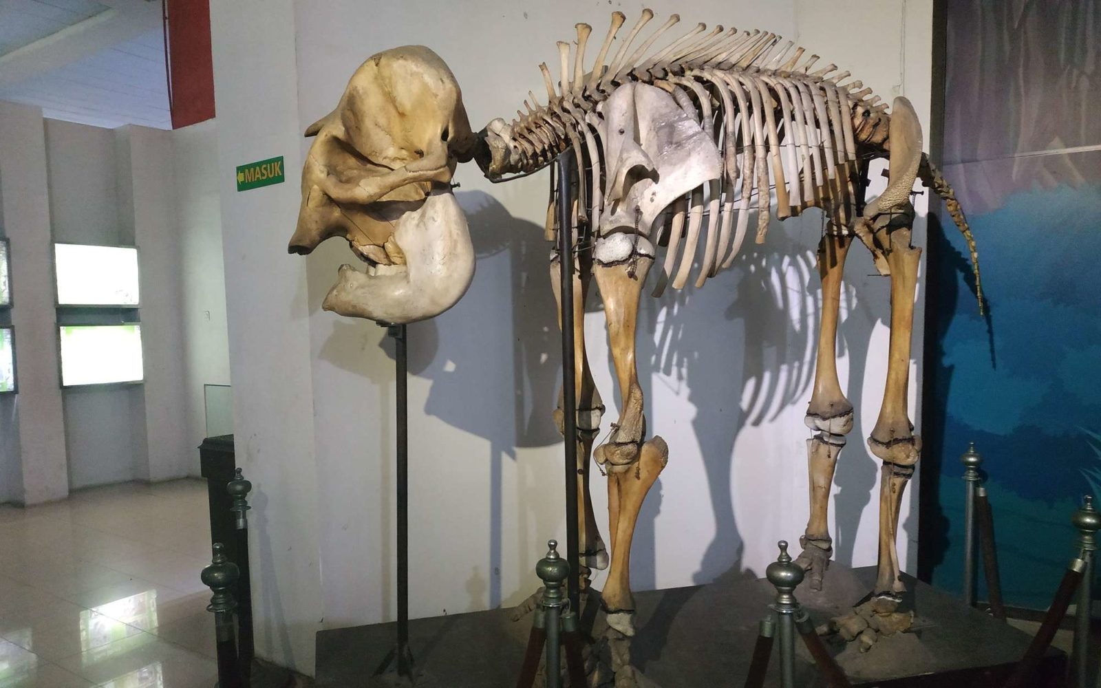 Kerangka gajah di museum