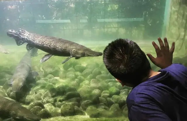 Mengamati koleksi ikan di Monster Aquarium Cimory Riverside Bogor