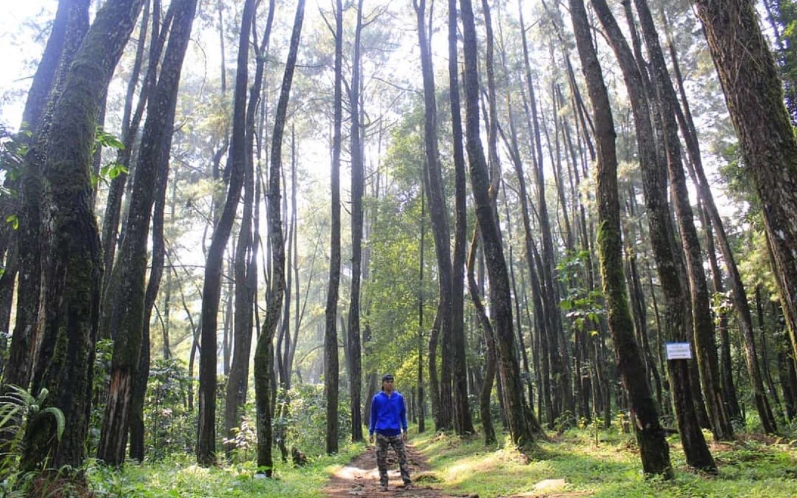 Menikmati keteduhan hutan pinus yang menjadi vegetasi kawasan Curug Cilember Bogor
