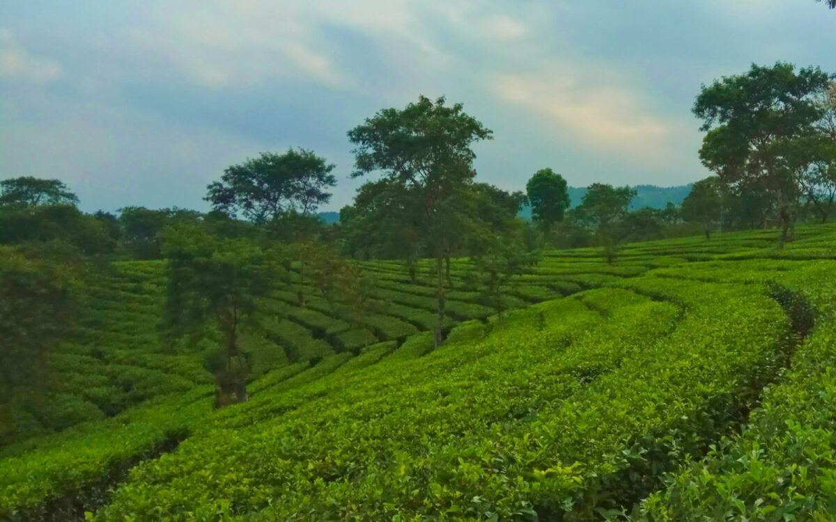 hamparan tanaman teh di kebun teh wonosari