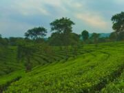 hamparan tanaman teh di kebun teh wonosari