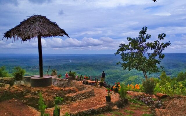 kawasan perbukitan hutan pinus asri