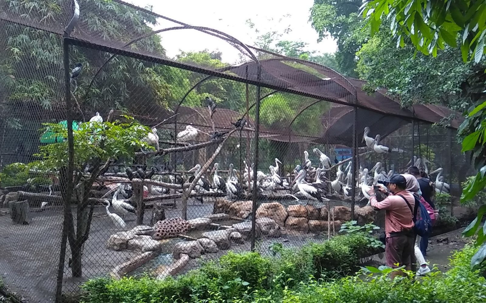 Taman Burung di Kebun Binatang Surabaya KBS