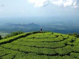 Melihat pemandangan Kebun Teh Jamus Ngawi dari atas