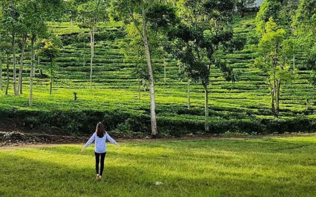 Kebun Teh Jamus Tiket Aktivitas September 2019 