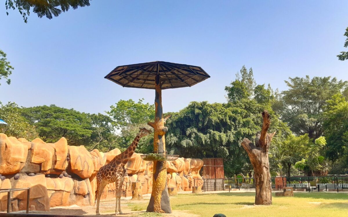 Zebra di Kebun Binatang Surabaya KBS