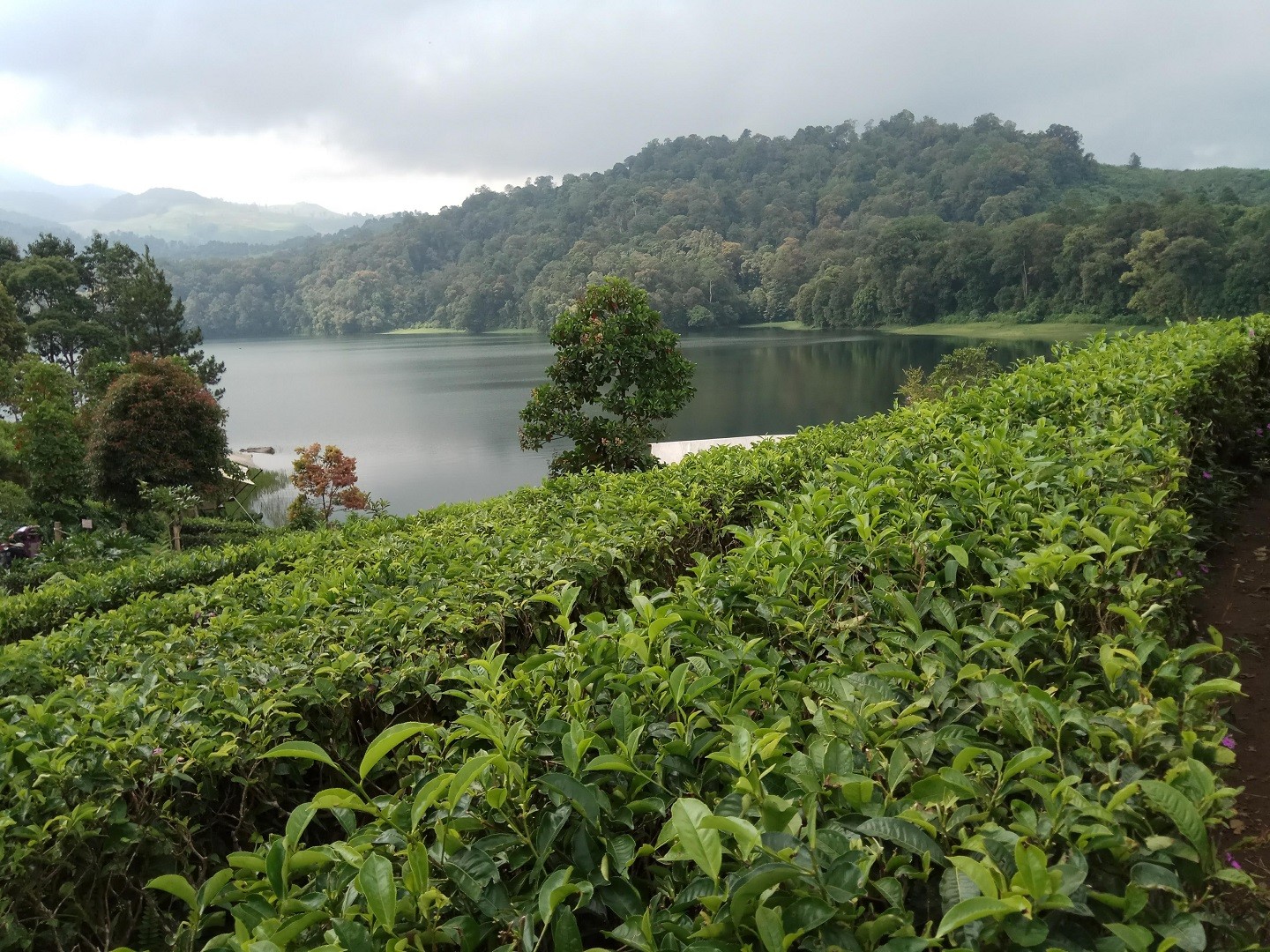 Area perkebunan teh seluas puluhan hektar ini menjadi tempat wisatawan berjalan-jalan menikmati keindahan area sekitar situ.