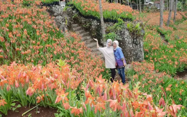 area taman bunga amarilis
