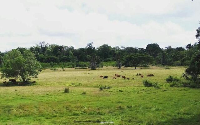 Pemandangan savana sadengan