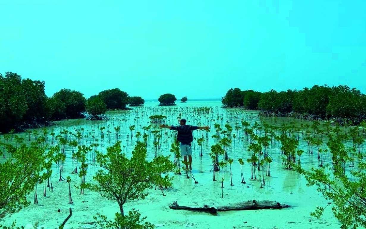 kawasan hutan mangrove pulau seribu