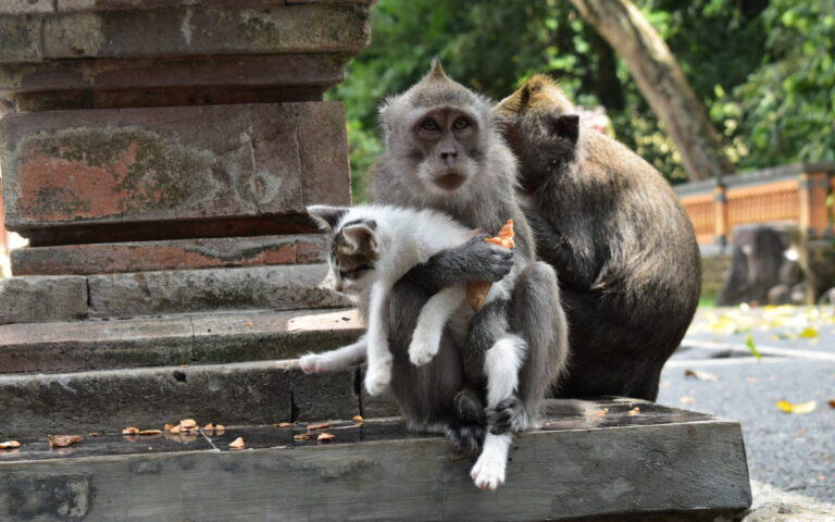 Kera Bermain dengan Kucing di alas kedaton monkey forest tabanan