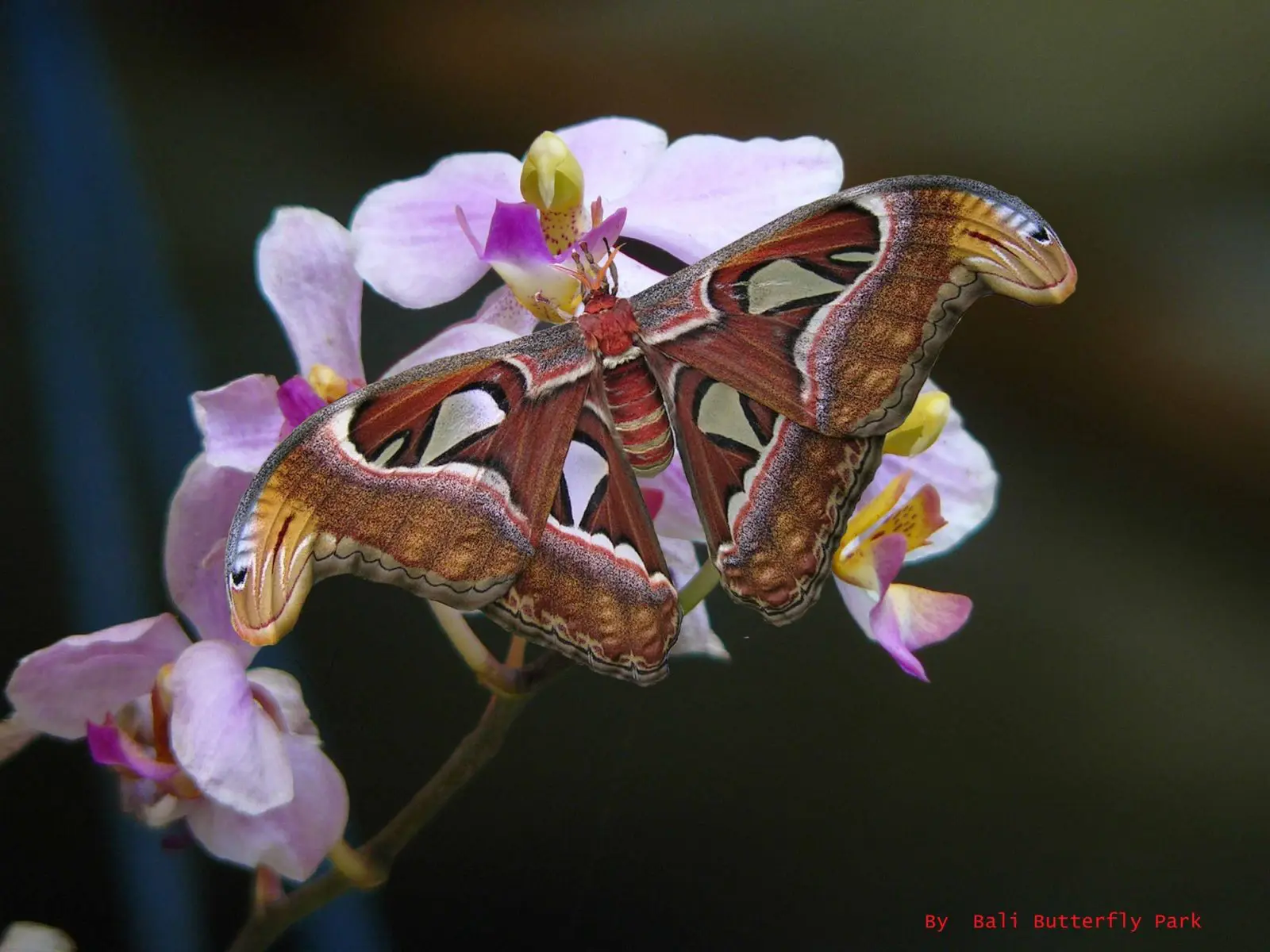 Kupu-Kupu Barong di bali butterfly park