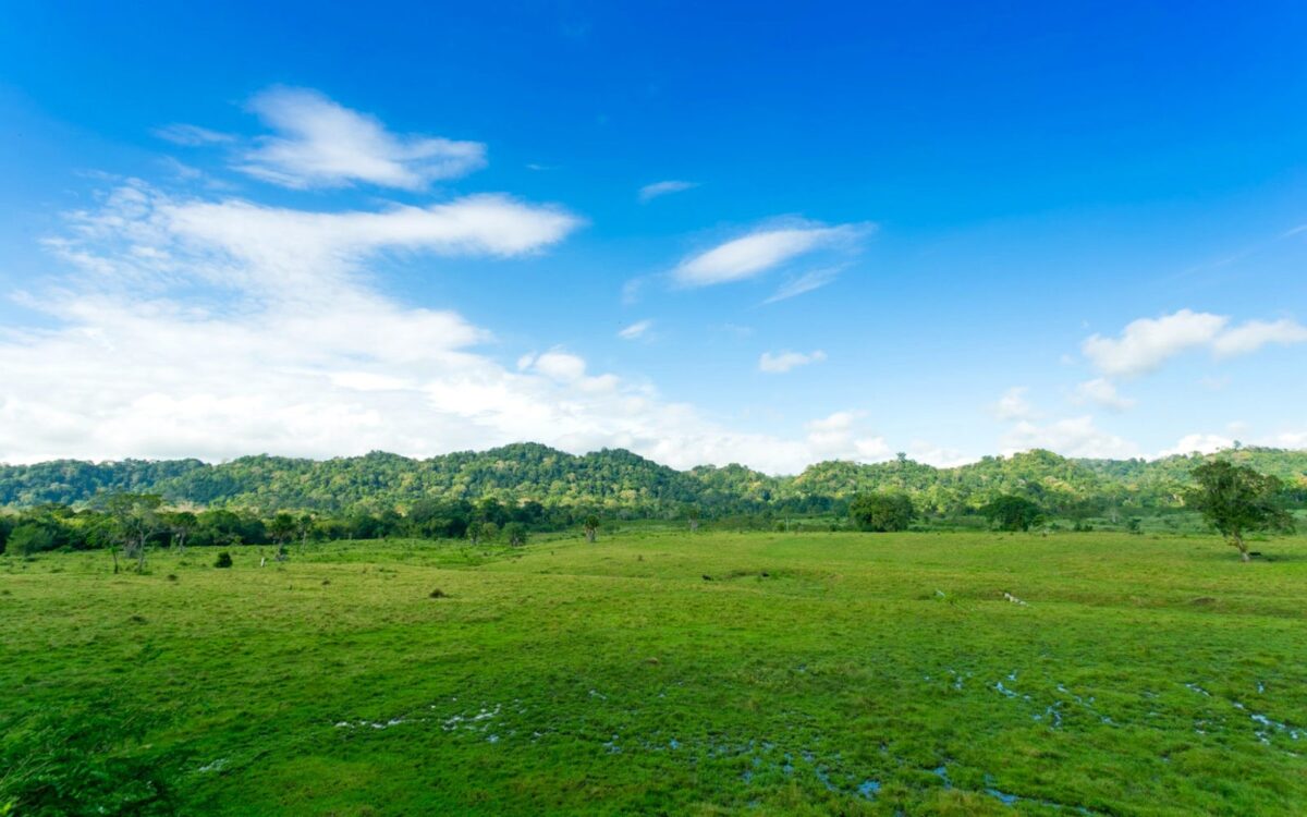 padang savana taman nasional alas purwo