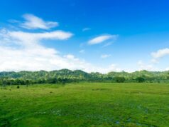 padang savana taman nasional alas purwo