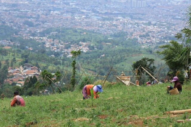 Caringin Tilu Keindahan Bukit Hijau Yang Memesona Januari