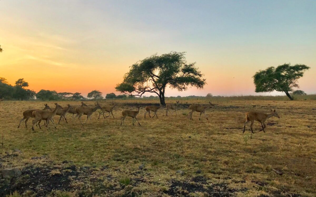 rusa liar di taman nasional baluran