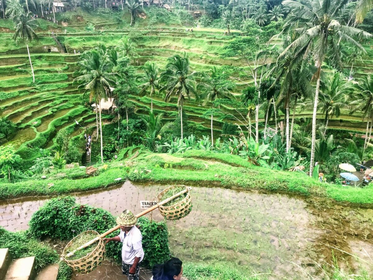 TEGALLALANG RICE TERRACE Tiket Masuk Dan Aktivitas - Desember 2024