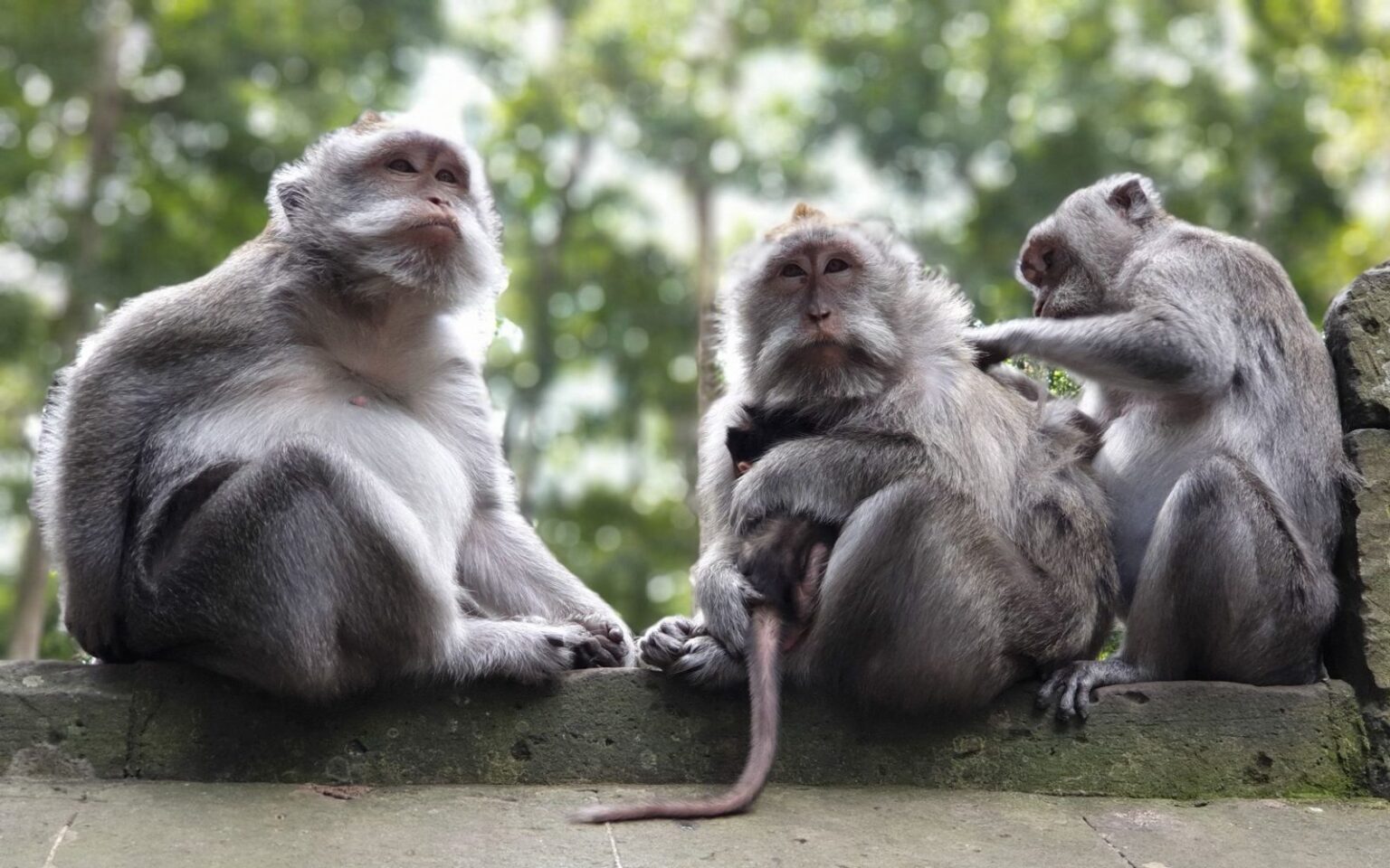 SANGEH MONKEY FOREST Tiket dan Daya Tarik Agustus 2026