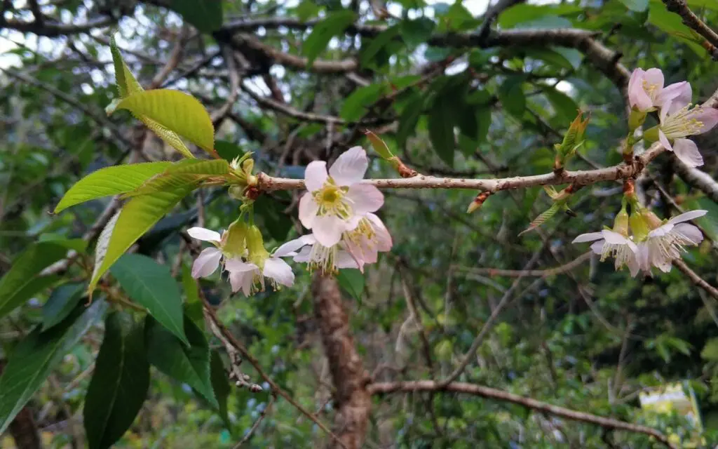 Bunga Sakura di Cibodas