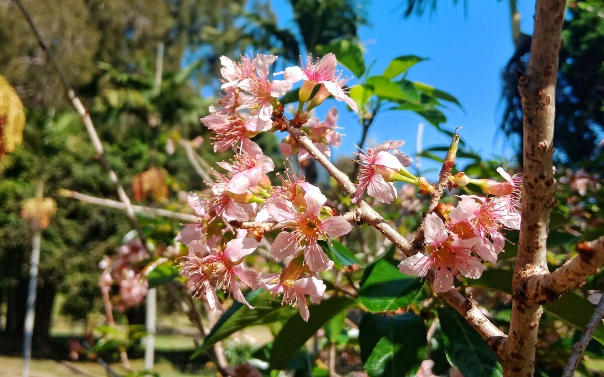 Serumpun bunga sakura