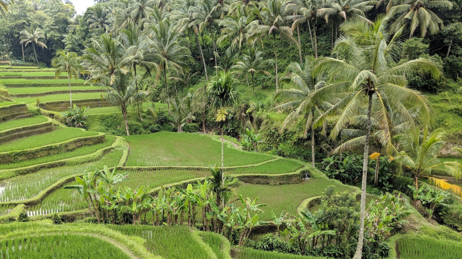 Tanaman Padi yang belum Tumbuh Tinggi di Tegallalang Rice Terrace