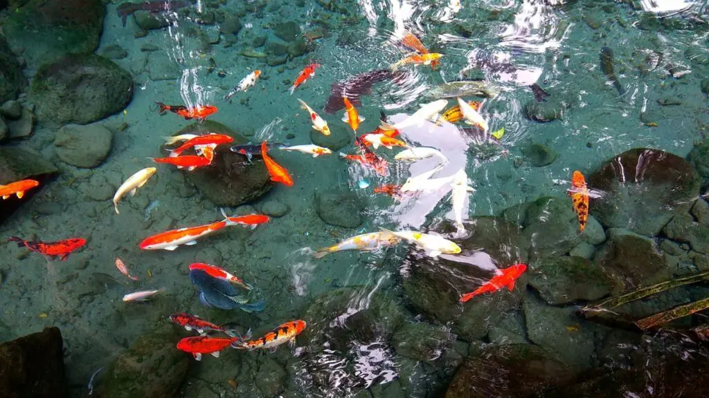 Ikan-ikan di Umbul Sigedang