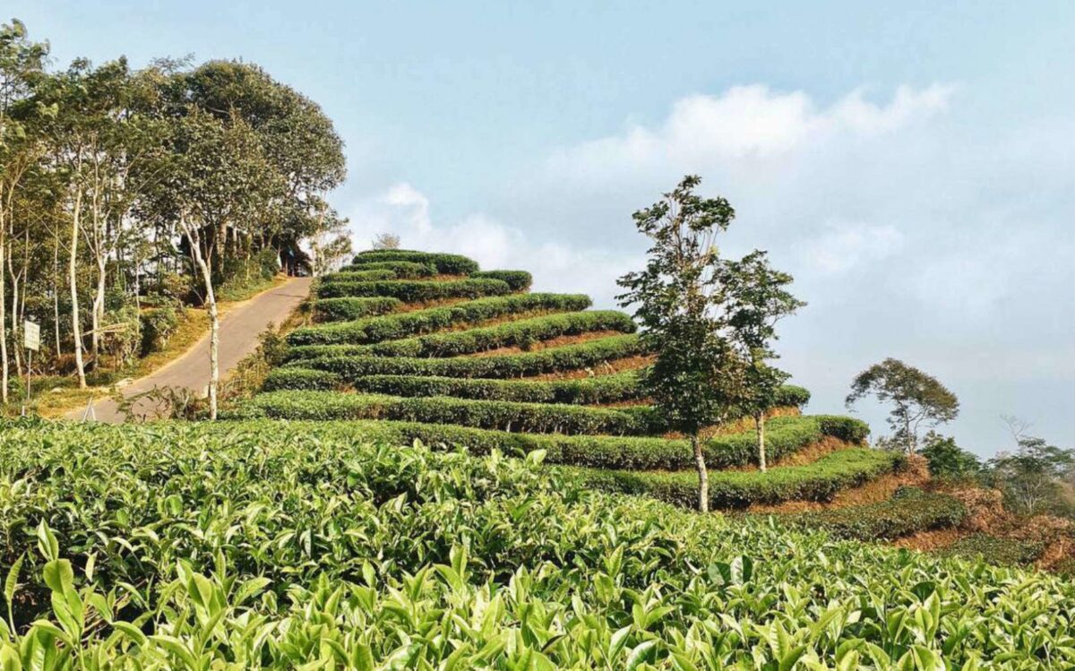 Kebun Teh Nglinggo