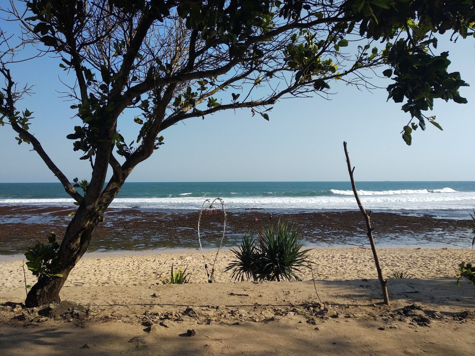 Pantai Watu Kodok yang Banyak Ditumbuhi Pepohonan